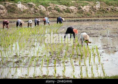 An Giang 21 septembre 2019.Les agriculteurs vietnamiens plantent du riz dans le champ. Banque D'Images