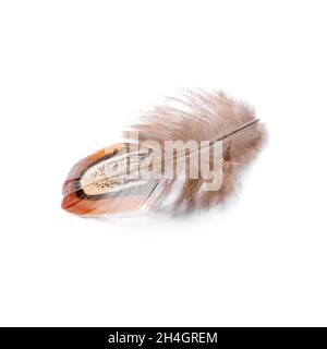 Magnifique plume faisante sur fond blanc Banque D'Images