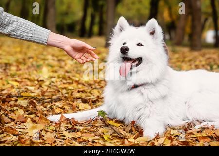 Chien blanc Samoyed avec le propriétaire se reposant dans le parc d'automne Banque D'Images