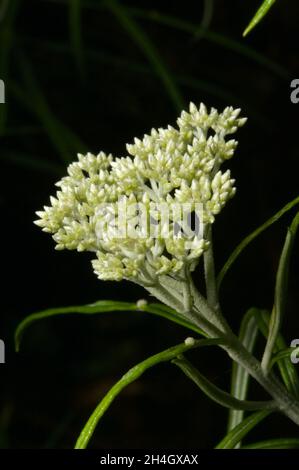 Ce sera une bonne saison pour le bois de chien brillant (Cassinia longifolia) après un printemps humide.Il est facile de voir pourquoi c'est également appelé le chou-fleur Bush. Banque D'Images