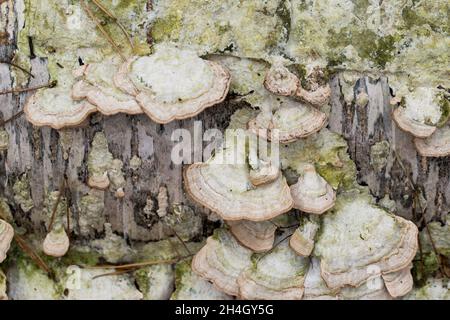 Trichaptum biforme, champignon poroïde sur le gros plan de l'arbre de bouleau foyer sélectif Banque D'Images