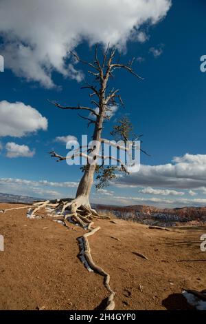 PIN limbère avec racines exposées (Pinus flexilis), parc national de Bryce Canyon, Utah Banque D'Images