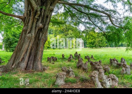 Cyprès chauve (Taxodium) avec des racines aériennes, derrière le Temple de l'Antiquité, site du patrimoine mondial du Parc de Sanssouci, Potsdam, Brandebourg, Allemagne Banque D'Images