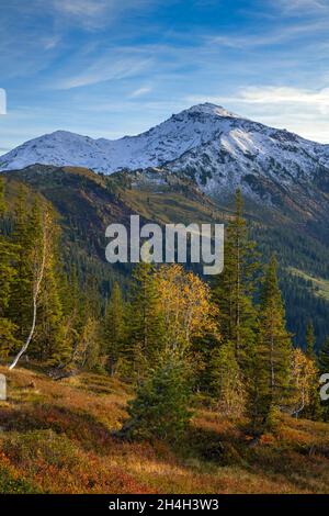 Paysage de montagne (arbustes) d'automne avec nains, oiseaux et spruces, derrière le Gilfert, Naunz, Tux pré-Alpes, Tyrol,Autriche Banque D'Images