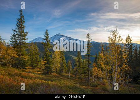 Paysage de montagne (arbustes) d'automne avec nains, oiseaux et spruces, derrière le Gilfert, Naunz, Tux pré-Alpes, Tyrol,Autriche Banque D'Images