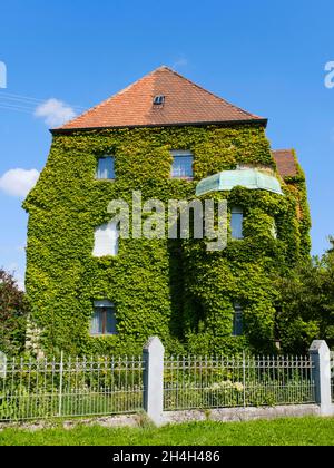 Façade surcultivée de lierre sur un immeuble résidentiel, Noerdlingen, Swabia, Bavière, Allemagne Banque D'Images