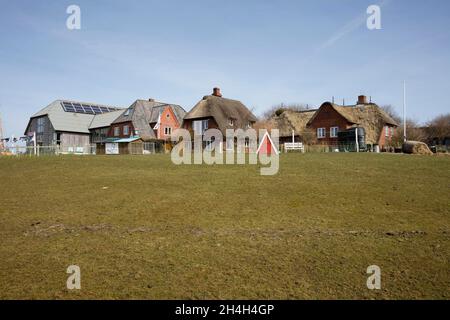 Hanswarft, Hallig Hooge, Île de Frise du Nord, Frise du Nord, Schleswig-Holstein,Allemagne Banque D'Images