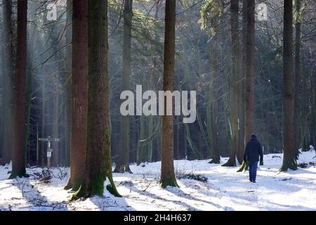 Marcheurs dans la forêt, Taunus, Hesse, Allemagne Banque D'Images