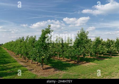 Plantation d'Apple, Saint-Hubert, Kempen, district de Viersen, Rhénanie-du-Nord-Westphalie,Allemagne Banque D'Images