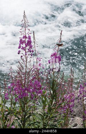 sally (Epilobium angustifolium) Parco naturale della Val Troncea, Piémont, Italie Banque D'Images