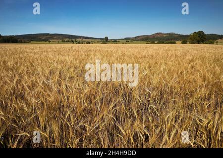 Champ d'orge, Medebach, pays aigre, Rhénanie-du-Nord-Westphalie, Allemagne Banque D'Images