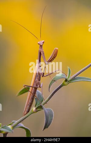 Homme de la mante européenne (Mantis religiosa), brun de couleur terre, brun morphe, automne, humeur automnale, Saxe-Anhalt,Allemagne Banque D'Images