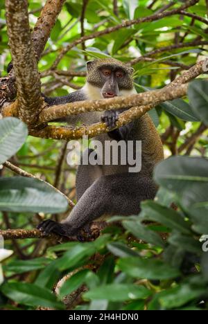 Singe bleu - Cercopithecus mitis, beau primate commun des forêts et des terres boisées africaines, Kenya. Banque D'Images