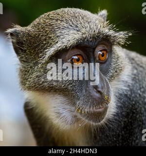 Singe bleu - Cercopithecus mitis, beau primate commun des forêts et des terres boisées africaines, Kenya. Banque D'Images