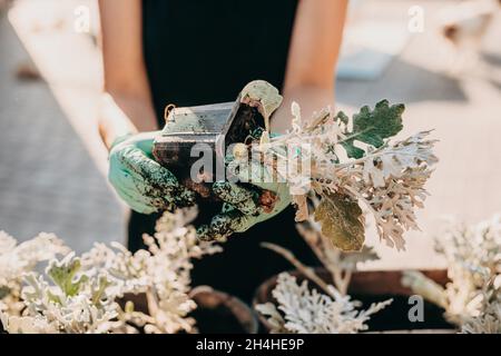 Portrait en gros plan des mains du jardinier plantant de la fleur dans des pots de fleurs dans le jardin.Replanter, mettre les plantes dans le pot gris Banque D'Images