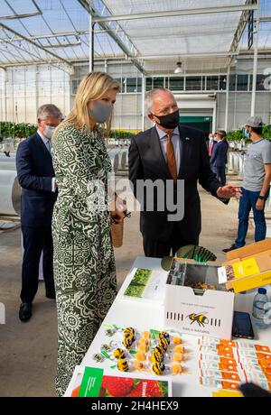 Abu Dhabi, 03 novembre 2021, la reine Maxima des pays-Bas à Pure Harvest à Abu Dhabi, le 03 novembre 2021, pour une visite de travail, au milieu du désert, Pure Harvest produit des tomates, des fraises et de la laitue de manière durable,Les technologies utilisées et l'expertise pour développer la serre ont été fournies par diverses parties néerlandaises photo: Albert Nieboer/Netherlands OUT/point de vue OUT Banque D'Images