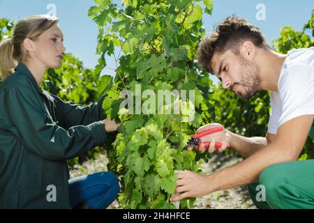 amis récoltant des raisins ensemble dans le vignoble Banque D'Images