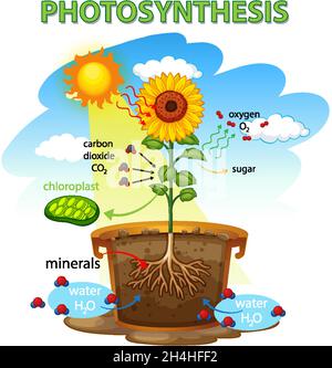 Diagramme montrant le processus de photosynthèse dans l'illustration du tournesol Illustration de Vecteur