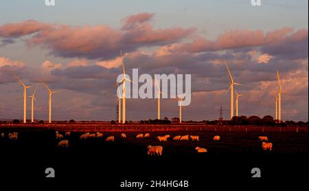 Une vue générale de quelques-unes des 26 éoliennes qui composent le parc éolien Little Cheyne court sur le marais Romney près de Dungeness dans le Kent.Les turbines, de 115 mètres de haut chacune, sont réparties sur une superficie de 4 kilomètres carrés avec une génération de pointe de 59.8 mégawatts, générant suffisamment d'électricité pour alimenter 32,000 foyers.Date de la photo: Mardi 2 novembre 2021. Banque D'Images