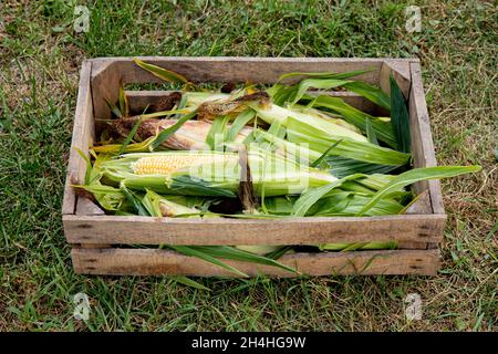 caisse en bois de épis de maïs avec des feuilles vertes sur l'herbe verte, légumes frais utiles Banque D'Images