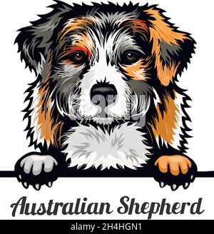 Berger australien - chiens de Pékin en couleur - tête de race isolée sur fond blanc - vecteur Illustration de Vecteur