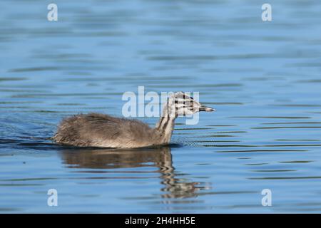 les grands poussins de grebe à crête peuvent être nommés des humbucks en raison du plumage rayé noir et blanc sur la tête et le cou. Banque D'Images