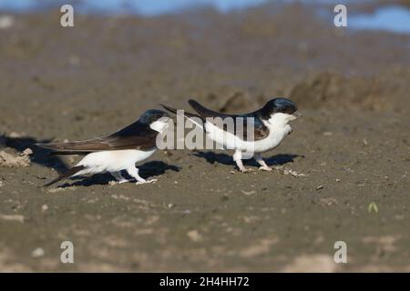 House martins migre d'Afrique pour se reproduire en afrique du nord et en Europe, y compris au Royaume-Uni.Ils construisent des nids sur les bâtiments en utilisant la boue humide puis la doublure! Banque D'Images