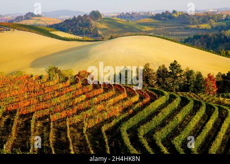 Le paysage pittoresque du Vinyard de Piemonte Langhe-Roero et Monferrato, patrimoine mondial de l'UNESCO, Italie. Banque D'Images