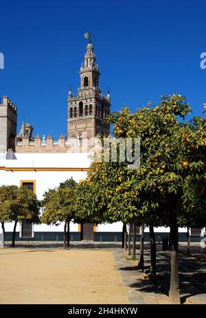 Cathédrale Sainte Marie du Siège (Catedral de Santa Maria de la Sede) et la Giralda Tour vue de la Plaza patio de Banderas, Séville, Séville Prov Banque D'Images