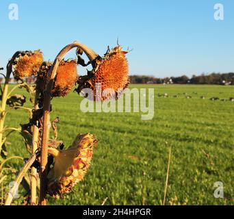 Fleurs de tournesol terminées dans un champ.Devant l'image se trouvent les fleurs.L'arrière-plan est un champ vert.Environnement rural. Banque D'Images