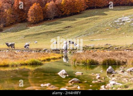 Niché dans les magnifiques Abruzzes, le Latium et le parc national Molise, Lago vivo est l'un des endroits les plus spectaculaires des Apennins Banque D'Images