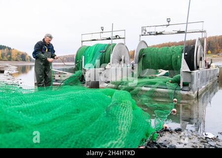 Stadtlauringen, Allemagne.03ème novembre 2021.Le pêcheur professionnel Peter Liebe répare un filet.La pêche du plus grand lac de la Basse-Franconie a commencé.La raison pour drainer le lac est, entre autres choses, des travaux d'assainissement et de dessalage.Credit: Nicolas Armer/dpa/Alay Live News Banque D'Images