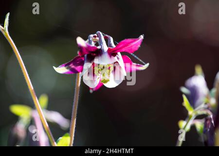 Kurzsporige Akelei (Aquilegia vulgaris) 'William Guiness' dans einem Garten, NRW, Allemagne Banque D'Images