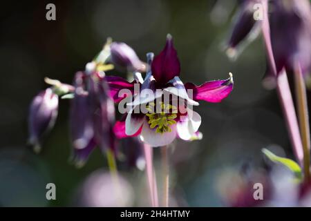 Kurzsporige Akelei (Aquilegia vulgaris) 'William Guiness' dans einem Garten, NRW, Allemagne Banque D'Images