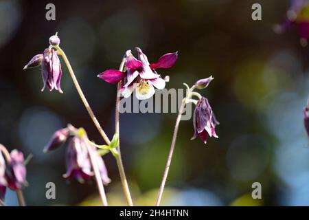 Kurzsporige Akelei (Aquilegia vulgaris) 'William Guiness' dans einem Garten, NRW, Allemagne Banque D'Images