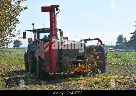 Reisenberg, Autriche - 20 octobre 2021 : agriculteur non identifié sur tracteur, récolte de machines de citrouilles, dont les grains sont utilisés pour une huile spéciale k Banque D'Images