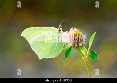 Papillon en pierre sur une fleur de trèfle.Gros plan sur l'insecte.Papillon jaune dans un environnement naturel.Gonepteryx rhamni Banque D'Images