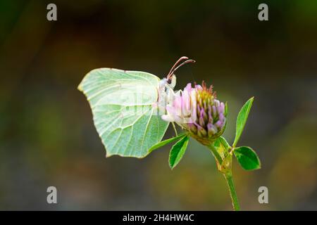 Papillon en pierre sur une fleur de trèfle.Gros plan sur l'insecte.Papillon jaune dans un environnement naturel.Gonepteryx rhamni Banque D'Images