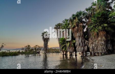 Palmiers près de la mer pittoresque de Galilée en Israël sous le ciel clair au coucher du soleil orange Banque D'Images