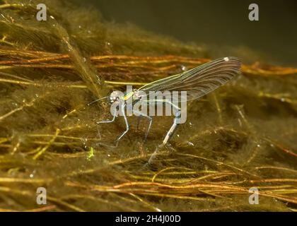 Belle Demoiselle (Calopteryx virgo), femelle, ponte des œufs, dans un petit ruisseau de moorland, Rahoy Hills, Morvern West Coast Ecosse Banque D'Images