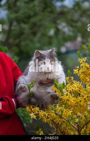 Fille avec son chat dans les mains dans le jardin.Une femme qui a caressé son joli chat dans la cour. Banque D'Images