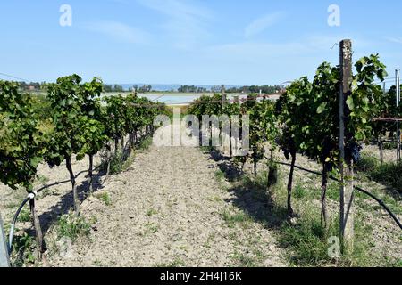 Autriche, les vignes protégées par des rubans colorés comme moyen de dissuasion contre les dommages aux oiseaux dans le parc national Neusiedlersee-Seewinkel dans le Burgenland en Pennsylvanie Banque D'Images