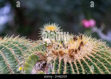 Plante verte de Cactus entourée de plantes dans le jardin botanique de kibbutz Ein Gedi dans le désert d'Israël Banque D'Images