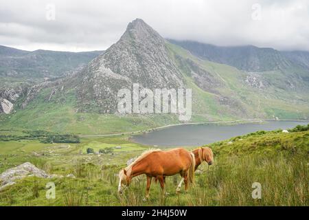 Des poneys Carneddau sauvages se promènent librement sur un terrain rocheux dans le parc national de Snowdonia, au nord du pays de Galles, au Royaume-Uni. Banque D'Images