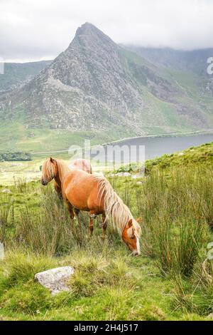 Poney sauvage de Carneddau en itinérance libre sur un terrain rocheux à Snowdonia, au nord du pays de Galles, au Royaume-Uni. Banque D'Images