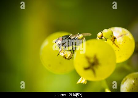 Une mouche à fruits profite de la variété de raisin Reichensteiner au vignoble de Biddenden, dans le Kent.Le vignoble original de Kent, Biddenden, appartient et est géré par Banque D'Images