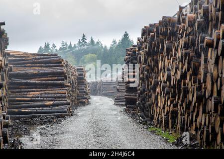 Stockage pour le bois avec irrigation artificielle pour préserver les billes Banque D'Images