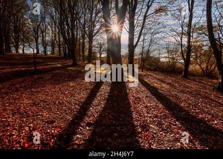 Soleil d'automne à travers une fourchette dans un arbre dans une forêt dans le sud du pays de Galles, Royaume-Uni Banque D'Images