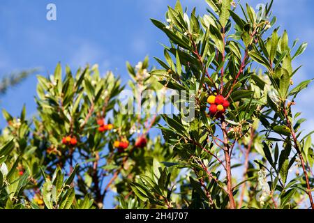 Gros plan sur le fruit d'un arbre de fraise (Arbutus unedo). Banque D'Images