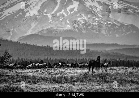 Photo en niveaux de gris d'un troupeau de chevaux paître sur le pâturage avec les montagnes en arrière-plan Banque D'Images